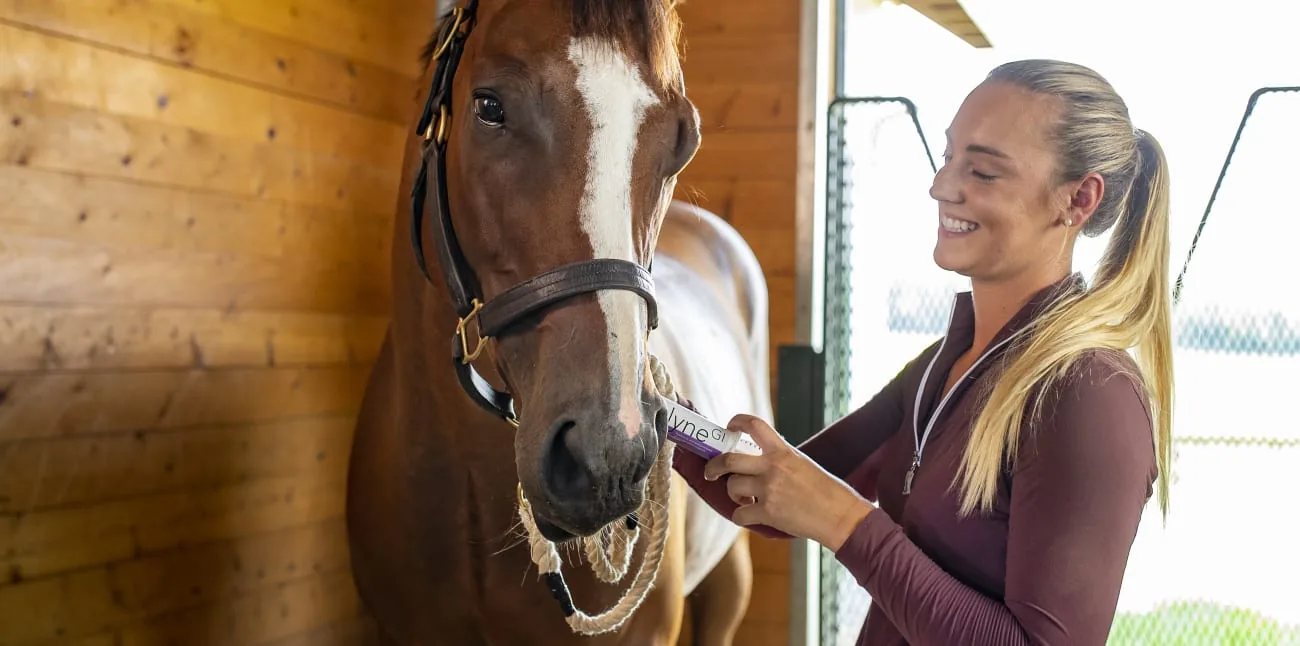 Horse in stable with handler.