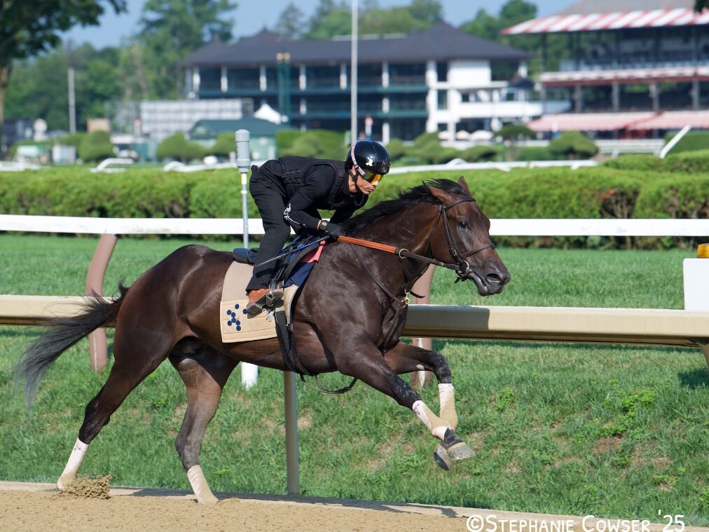 A Thoroughbred galloping with an exercise rider during a morning training breeze at the racetrack