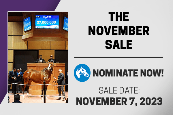 The November Sale 2023