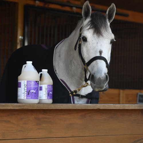 White horse standing behind a wall with RelyneGI gallon and half gallon bottles on the ledge