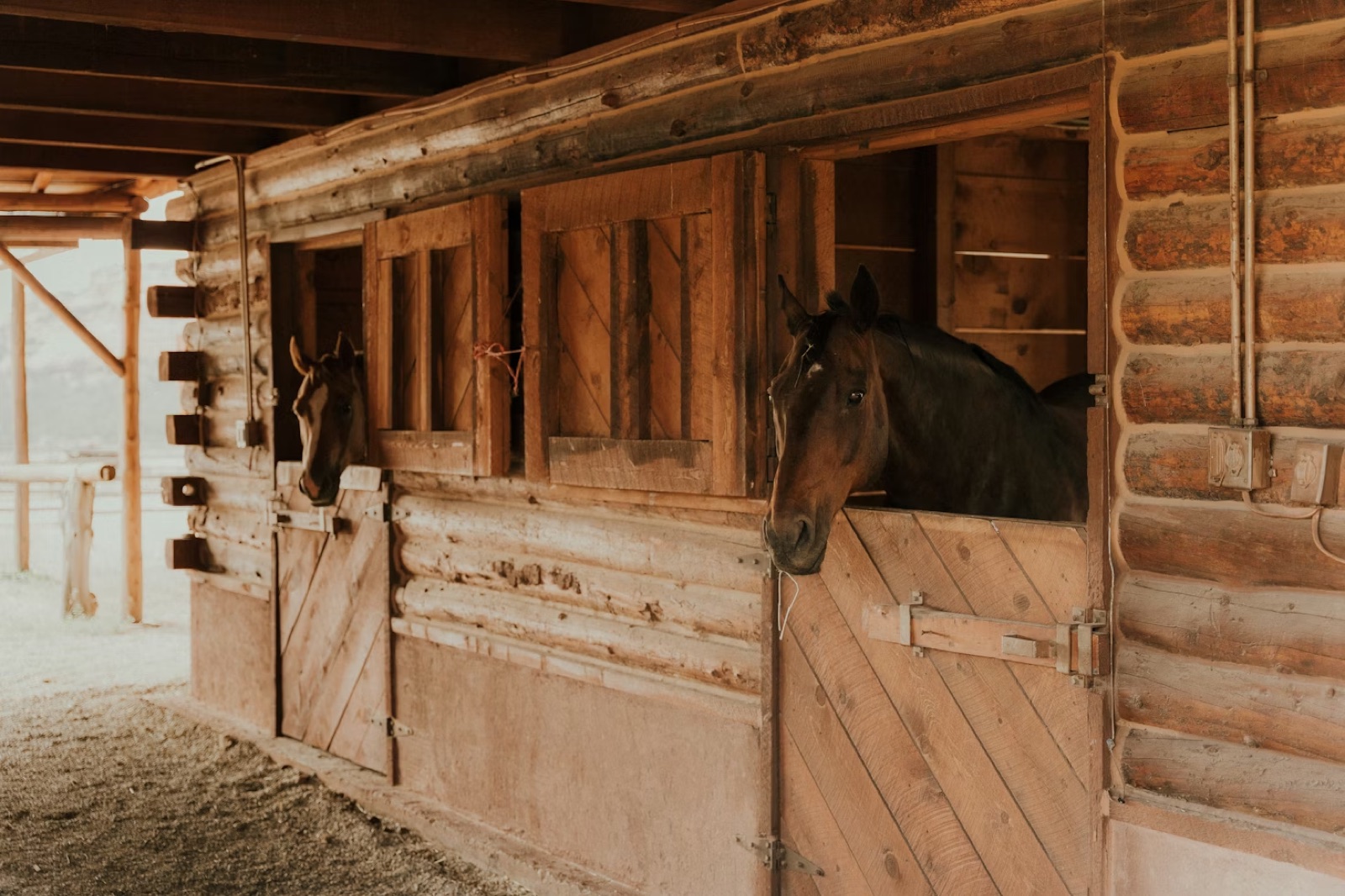 Horse in a stable