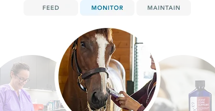 Feed, monitor, and maintain tabs with horse care and supplement imagery.